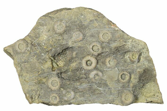Cretaceous Fossil Urchin (Trochotiara) Plate - Morocco #283999